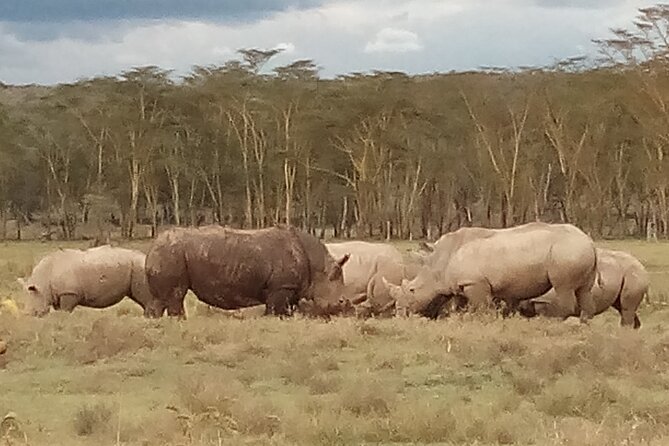 4 Days Safari to Lake Nakuru N/P and Maasai Mara N/R - Accommodation, meals, and what the $1,600 price means
