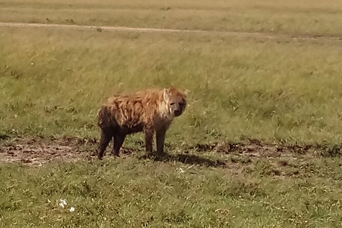 4 Days Safari to Lake Nakuru N/P and Maasai Mara N/R - Who should book this safari
