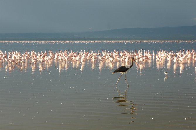 4 Days Safari to Lake Nakuru N/P and Maasai Mara N/R - Why Lake Nakuru earns its place on a four-day safari