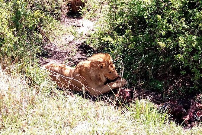 4-days safari: Tsavo east, west and Amboseli national parks - Day 3: Amboseli’s elephants and open views