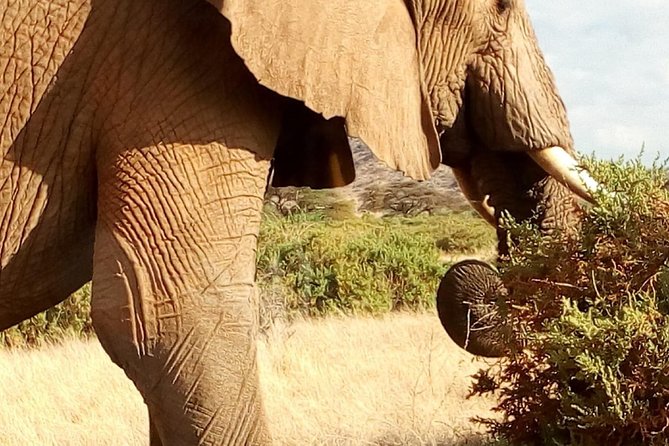 4-days safari: Tsavo east, west and Amboseli national parks - Day 4: One last Amboseli drive, then Nairobi