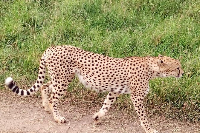 4-days safari: Tsavo east, west and Amboseli national parks - Why the guide can make or break this trip