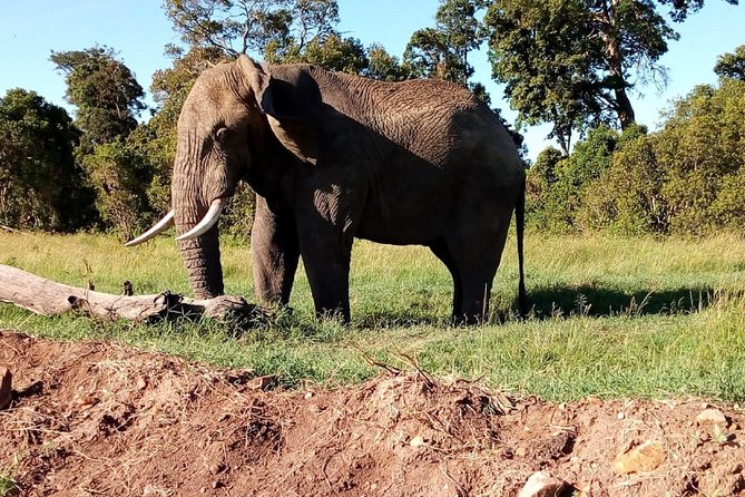 4-days safari: Tsavo east, west and Amboseli national parks - Day 1: Tsavo East and the search for red-earth wildlife
