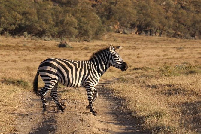 4 Days Small Group Maasai Mara and Lake Nakuru Safari - Why this safari works in a short four-day schedule