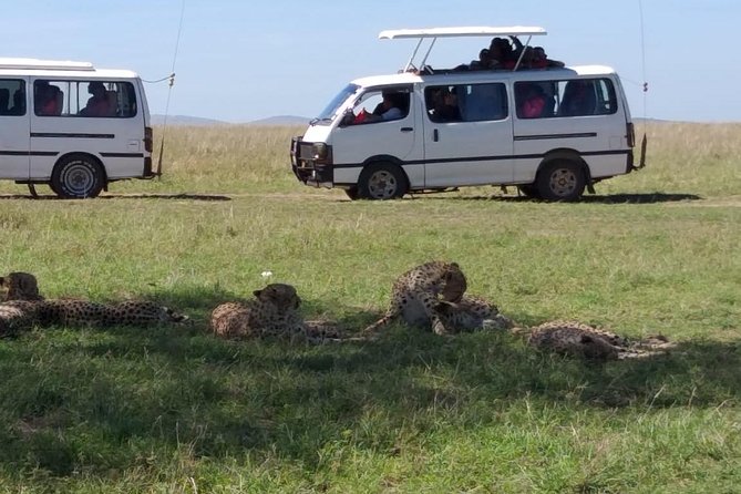 4 Days Small Group Maasai Mara and Lake Nakuru Safari - Is $311.69 good value?