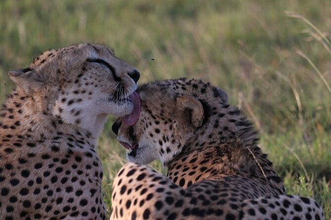 4 Days Tour Landcruiser in Masai Mara and Lake Nakuru - What the Land Cruiser setup means