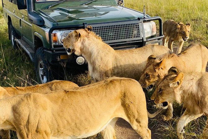 4 Days Tour Landcruiser in Masai Mara and Lake Nakuru - Is $360 good value?