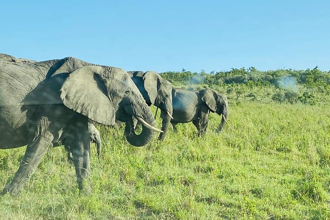 4 Days Tour Landcruiser in Masai Mara and Lake Nakuru - Who should book this four-day safari?