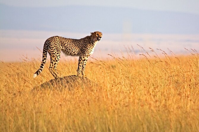 4 Days Tour Landcruiser in Masai Mara and Lake Nakuru - The optional Maasai village visit