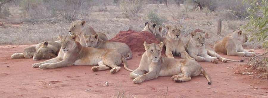 4 days Tsavo East, Amboseli and saltlick lodge safari - Three parks, one fast-moving safari