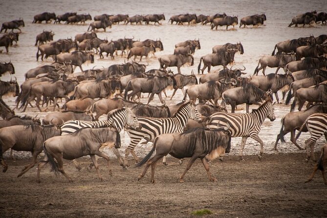 4 Days Tsavo West, Amboseli and Tsavo East National Park Safari - Day 3: Amboseli at dawn, then Tsavo East