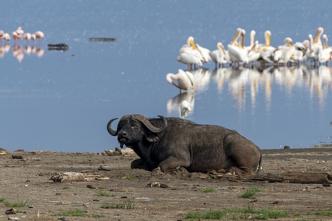 4 Days wildebeest lake nakuru masai mara safari - Why this four-day route works