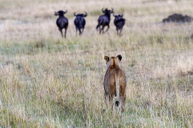 4 Days wildebeest lake nakuru masai mara safari - Day 3: A full day in the Masai Mara