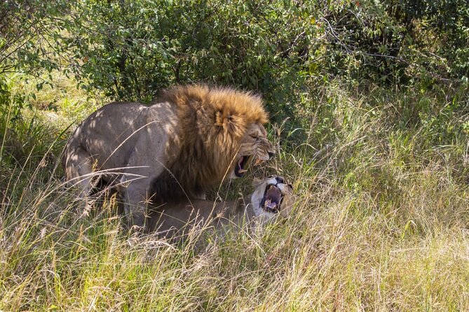 4 Days wildebeest lake nakuru masai mara safari - Day 4: One last drive, then Nairobi
