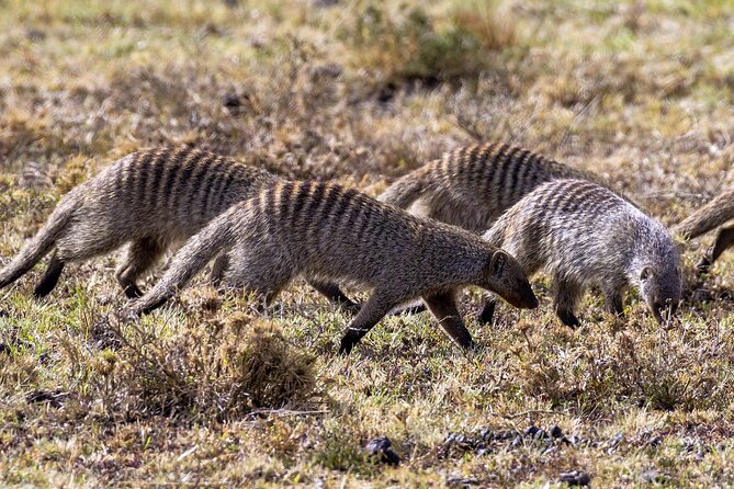 4 Days wildebeest lake nakuru masai mara safari - Transport, meals, and what the price covers