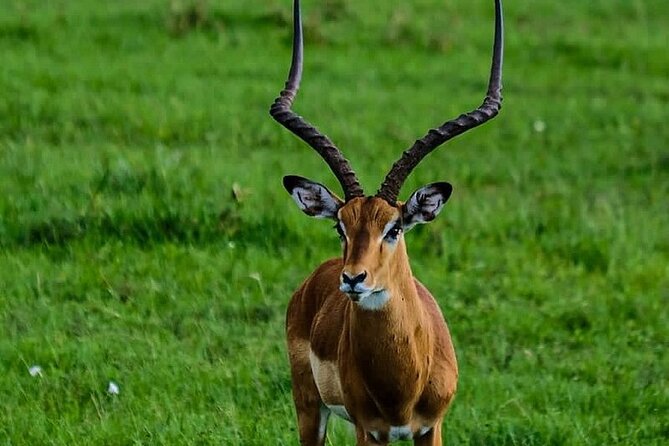 4day Maasai Mara, Lake Nakuru, and Lake Naivasha - Simple ways to prepare