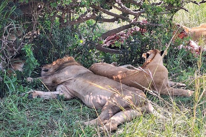4day Maasai Mara, Lake Nakuru, and Lake Naivasha - Day 3: Lake Nakuru changes the wildlife picture