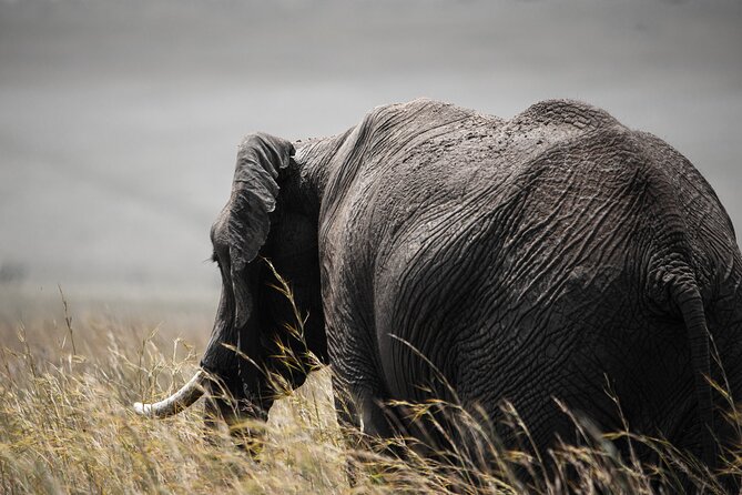 4x4 Safari in Tsavo East National Park - Six hours of game viewing in Tsavo East