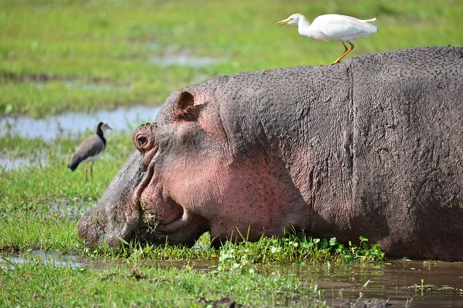 5-Day 4 Nights Masai Mara-L Nakuru-Hell's Gate Budget Safari - Accommodation, food, and the shared van