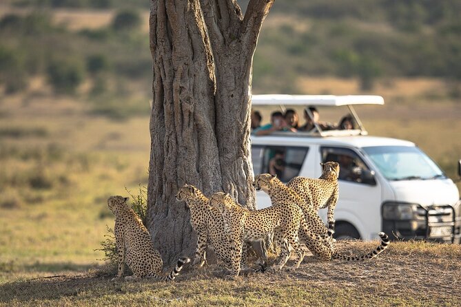 5-Day Lakes and Masai Mara Plains 4 x 4 Safari - Day 5: One last drive, then Nairobi