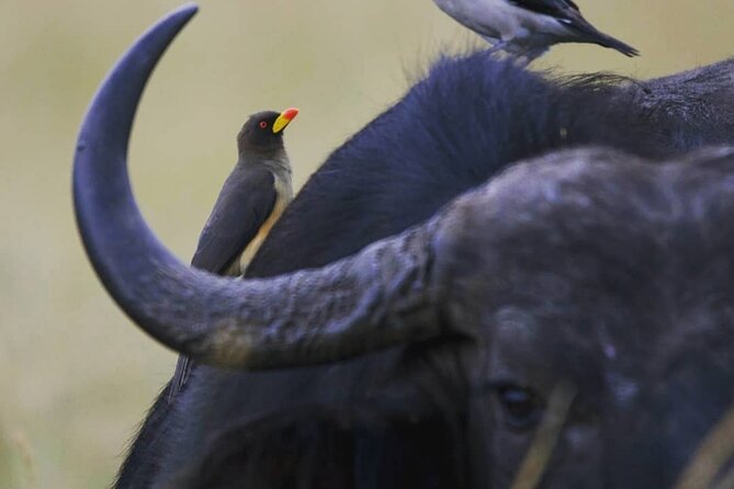 5-Day Lakes and Masai Mara Plains 4 x 4 Safari - What the all-inclusive price covers