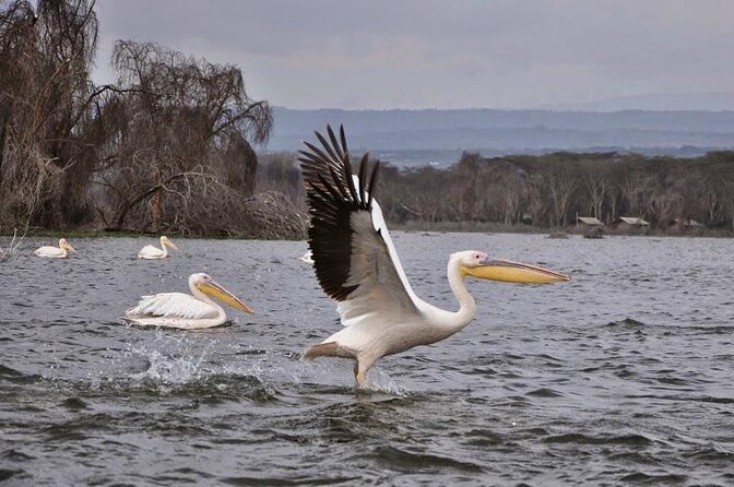 5-Day Masai Mara Lake Nakuru and Naivasha Small-group Safari Tour - Key points to know before booking