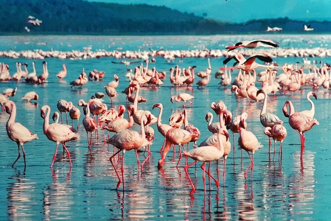 5-Day Masai Mara Lake Nakuru and Naivasha Small-group Safari Tour - Day 3: From the Mara to Lake Nakuru