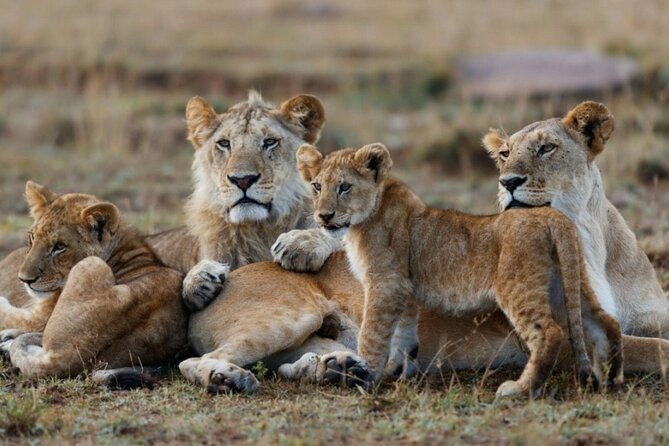 5-Day Masai Mara Lake Nakuru and Naivasha Small-group Safari Tour - Guides, driving, and group life