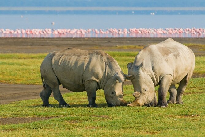 5-Day Masai Mara Lake Nakuru and Naivasha Small-group Safari Tour - Meals, accommodation, and what to pack
