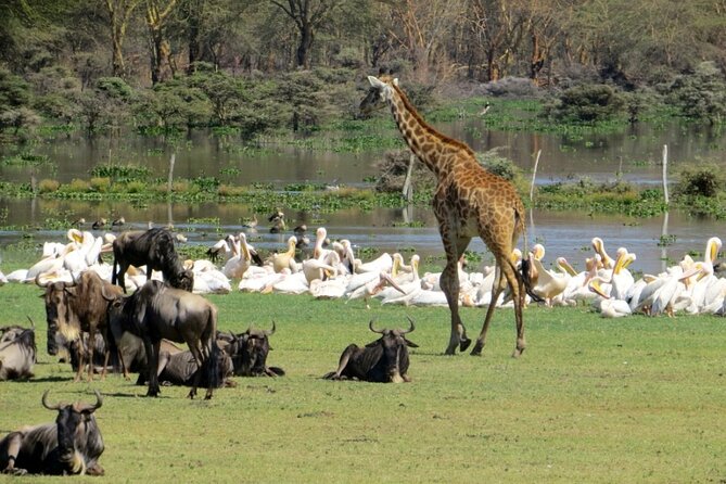 5-Day Masai Mara Lake Nakuru and Naivasha Small-group Safari Tour - Day 2: A full day among the Mara’s big cats