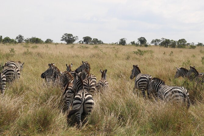 5-Day Private Tour in Kenya's Best Game Parks - Why this five-day route works