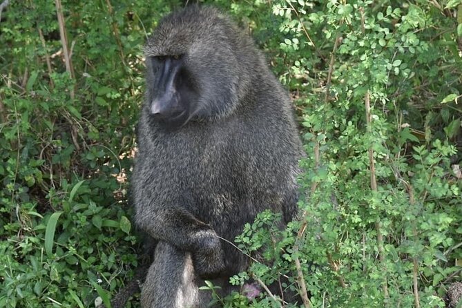5-Day Safari in Maasai Mara, Lake Nakuru and Naivasha - Why this five-day route works