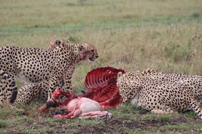 5-Day Safari in Maasai Mara, Lake Nakuru and Naivasha - Sleeping arrangements and practical comfort
