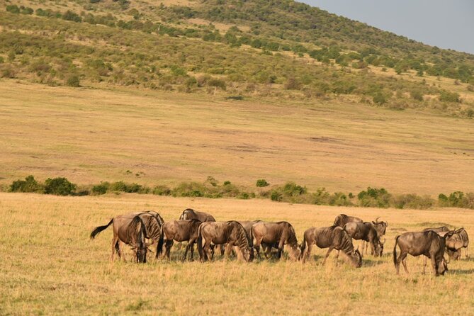 5-Day Safari in Maasai Mara, Lake Nakuru and Naivasha - Guides, vehicles, and group size