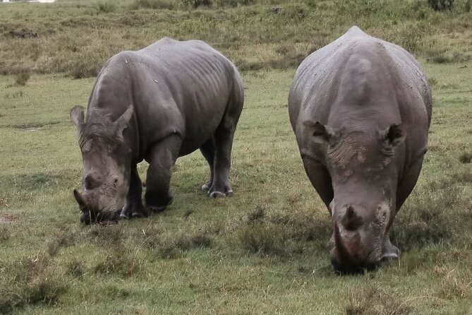 5-Day Safari in Maasai Mara, Lake Nakuru and Naivasha - Day 2: A full day in Maasai Mara
