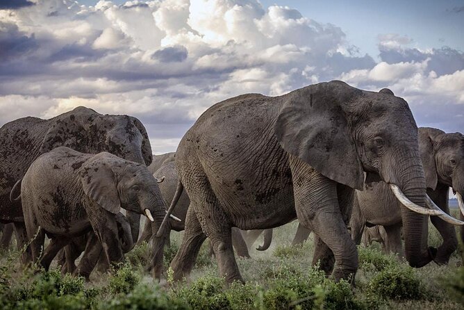 5-Day Safari Tour in 3 National Parks - Day 1: Tsavo West, the Rhino Sanctuary, and Mzima Springs