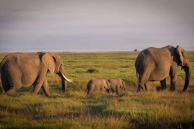 5 Days/4 Nights Kenya Safari - Day 4: Lake Nakuru birdlife and the road to Amboseli