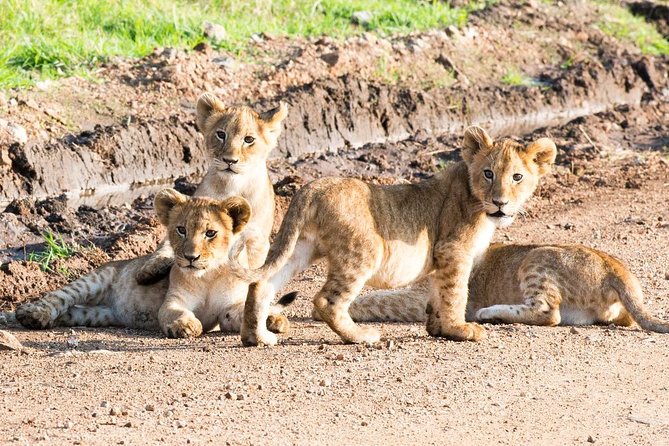 5 Days/4 Nights Kenya Safari - Day 5: Amboseli and Mount Kilimanjaro
