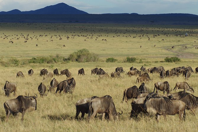 5 Days Best Of Kenya Safari - Why This Five-Day Route Works