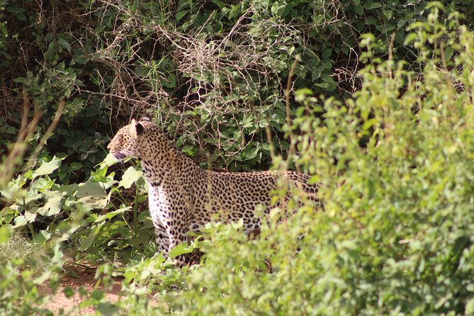5 Days Best Of Kenya Safari - Day 5: Returning to Nairobi and the Airport
