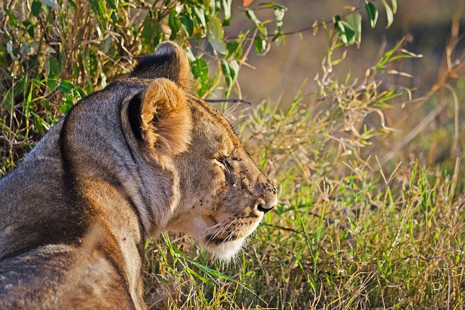 5 Days Best Of Kenya Safari - Meals, Accommodation, and Road Time