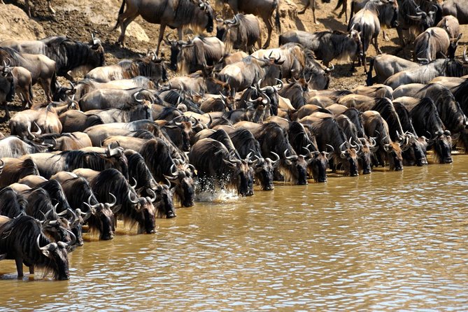 5 Days Hell's Gate, L. Naivasha, L. Nakuru & Masai Mara Luxury Safari - Day 4: A full day among big cats