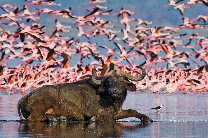 5 Days Hell's Gate, L. Naivasha, L. Nakuru & Masai Mara Luxury Safari - What the $2,675 price covers