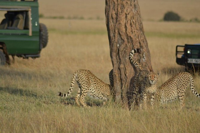 5 Days Highlights of Kenya - Key points at a glance