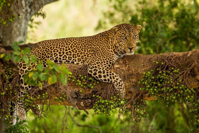 5 Days Kenya Masai Mara and Lake Nakuru Private Tour - Two days among Mara cats, herds, and river crossings