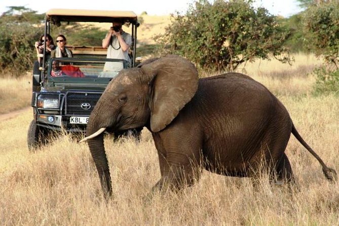 5 Days Kenya Masai Mara and Lake Nakuru Private Tour - The final morning and return to Nairobi