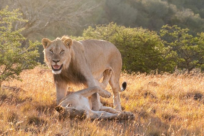 5 Days Kenya Masai Mara and Lake Nakuru Private Tour - The strongest reasons to book