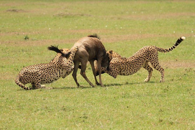 5 Days Kenya Masai Mara and Lake Nakuru Private Tour - The main drawbacks to weigh