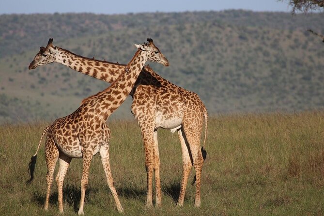 5 Days Lake Naivasha, Lake Nakuru, & Masai Mara - Guides, vehicle, and day-to-day comfort