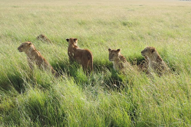 5 Days Lake Nakuru-Lake Naivasha & Maasai Mara Safari - Guides, comfort and the private format